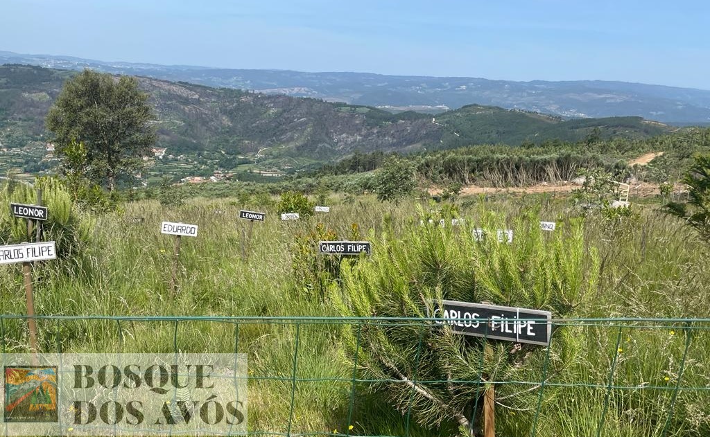 Fundação apoia projeto de restauro ambiental em Amarante